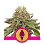 Green Gelato Feminized Marijuana Strain by Royal Queen Seeds For Sale Online at Cannabis Seeds Outlet