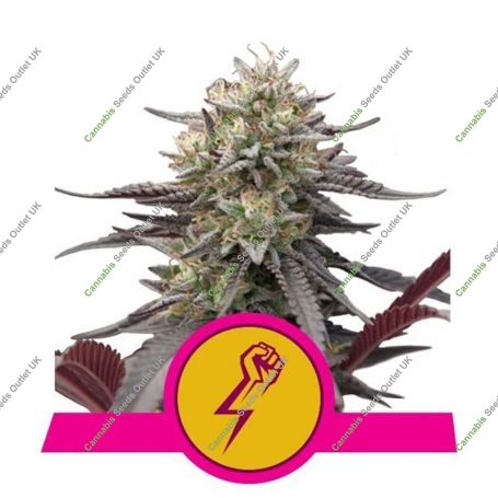 Green Punch Feminized Marijuana Strain by Royal Queen Seeds For Sale Online at Cannabis Seeds Outlet