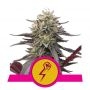 Green Punch Feminized Marijuana Strain by Royal Queen Seeds For Sale Online at Cannabis Seeds Outlet