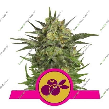 Haze Berry Feminized Marijuana Strain by Royal Queen Seeds For Sale Online at Cannabis Seeds Outlet