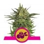 Haze Berry Feminized Marijuana Strain by Royal Queen Seeds For Sale Online at Cannabis Seeds Outlet