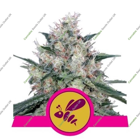 Honey Cream Fast V Feminized Marijuana Strain by Royal Queen Seeds For Sale Online at Cannabis Seeds Outlet