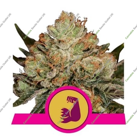 HulkBerry Feminized Marijuana Strain by Royal Queen Seeds For Sale Online at Cannabis Seeds Outlet