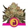 HulkBerry Feminized Marijuana Strain by Royal Queen Seeds For Sale Online at Cannabis Seeds Outlet