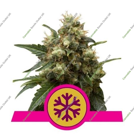 Ice Feminized Marijuana Strain by Royal Queen Seeds For Sale Online at Cannabis Seeds Outlet
