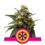Ice Feminized Marijuana Strain by Royal Queen Seeds For Sale Online at Cannabis Seeds Outlet