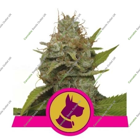 Kali Dog Feminized Marijuana Strain by Royal Queen Seeds For Sale Online at Cannabis Seeds Outlet