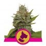 Kali Dog Feminized Marijuana Strain by Royal Queen Seeds For Sale Online at Cannabis Seeds Outlet