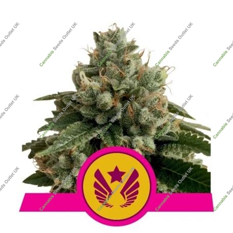 Legendary Punch Feminized Marijuana Strain by Royal Queen Seeds For Sale Online at Cannabis Seeds Outlet