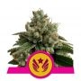 Legendary Punch Feminized Marijuana Strain by Royal Queen Seeds For Sale Online at Cannabis Seeds Outlet