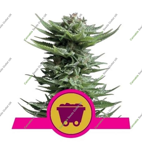 Lemon Shining Silver Haze Marijuana Strain by Royal Queen Seeds For Sale Online at Cannabis Seeds Outlet