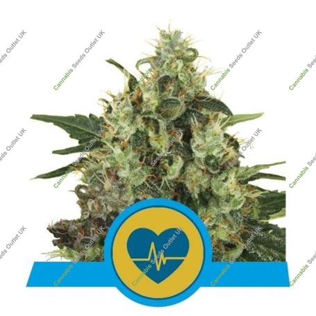 Medical Mass CBD Feminized Marijuana Strain by Royal Queen Seeds For Sale Online at Cannabis Seeds Outlet