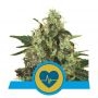 Medical Mass CBD Feminized Marijuana Strain by Royal Queen Seeds For Sale Online at Cannabis Seeds Outlet