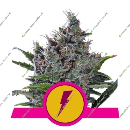 North Thunderfuck Feminized Marijuana Strain by Royal Queen Seeds For Sale Online at Cannabis Seeds Outlet