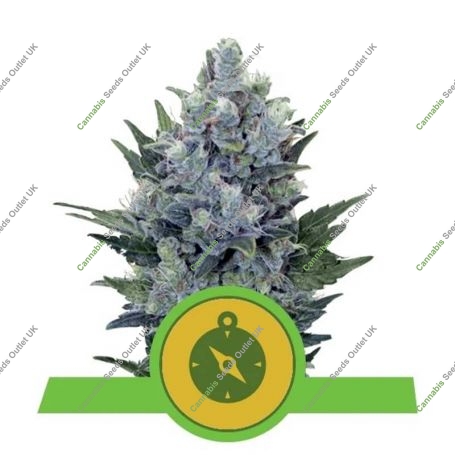 Northern Light Auto Feminized Marijuana Strain by Royal Queen Seeds For Sale Online at Cannabis Seeds Outlet