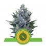 Northern Light Auto Feminized Marijuana Strain by Royal Queen Seeds For Sale Online at Cannabis Seeds Outlet