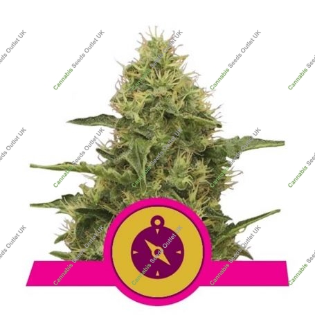 Northern Light Feminized Marijuana Strain by Royal Queen Seeds For Sale Online at Cannabis Seeds Outlet