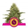 Northern Light Feminized Marijuana Strain by Royal Queen Seeds For Sale Online at Cannabis Seeds Outlet