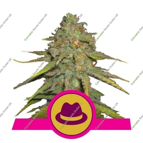 OG Kush Feminized Marijuana Strain by Royal Queen Seeds For Sale Online at Cannabis Seeds Outlet
