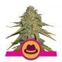 OG Kush Feminized Marijuana Strain by Royal Queen Seeds For Sale Online at Cannabis Seeds Outlet