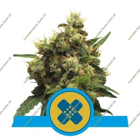 Painkiller XL CBD Feminized Marijuana Strain by Royal Queen Seeds For Sale Online at Cannabis Seeds Outlet