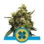 Painkiller XL CBD Feminized Marijuana Strain by Royal Queen Seeds For Sale Online at Cannabis Seeds Outlet