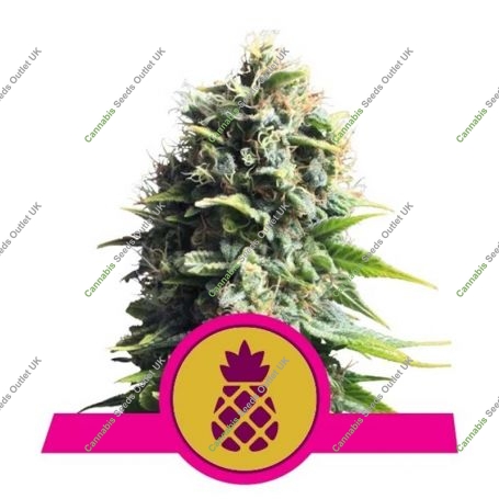 Pineapple Kush Feminized Marijuana Strain by Royal Queen Seeds For Sale Online at Cannabis Seeds Outlet