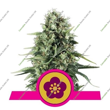 Power Flower Feminized Marijuana Strain by Royal Queen Seeds For Sale Online at Cannabis Seeds Outlet