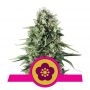 Power Flower Feminized Marijuana Strain by Royal Queen Seeds For Sale Online at Cannabis Seeds Outlet