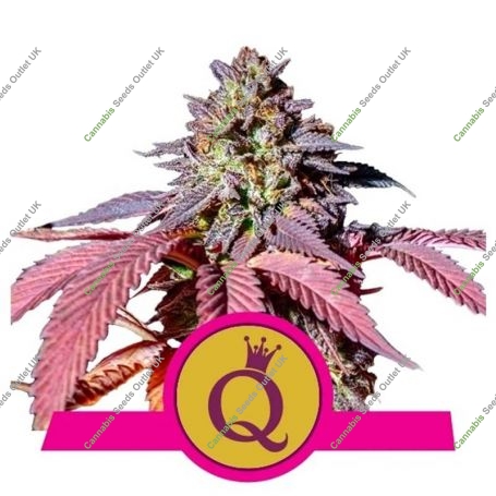 Purple Queen Feminized Marijuana Strain by Royal Queen Seeds For Sale Online at Cannabis Seeds Outlet