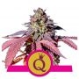 Purple Queen Feminized Marijuana Strain by Royal Queen Seeds For Sale Online at Cannabis Seeds Outlet
