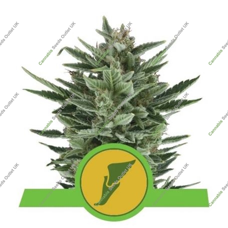 Quick One Auto Feminized Marijuana Strain by Royal Queen Seeds For Sale Online at Cannabis Seeds Outlet