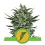 Quick One Auto Feminized Marijuana Strain by Royal Queen Seeds For Sale Online at Cannabis Seeds Outlet