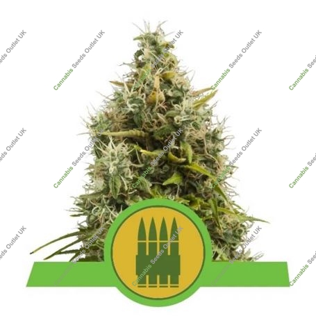 Royal AK Auto Feminized Marijuana Strain by Royal Queen Seeds For Sale Online at Cannabis Seeds Outlet