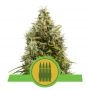 Royal AK Auto Feminized Marijuana Strain by Royal Queen Seeds For Sale Online at Cannabis Seeds Outlet