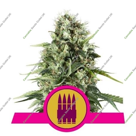 Royal AK Feminized Marijuana Strain by Royal Queen Seeds For Sale Online at Cannabis Seeds Outlet