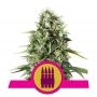 Royal AK Feminized Marijuana Strain by Royal Queen Seeds For Sale Online at Cannabis Seeds Outlet