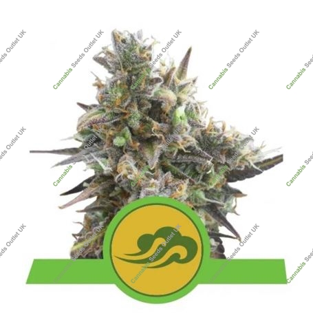 Royal Bluematic Feminized Marijuana Strain by Royal Queen Seeds For Sale Online at Cannabis Seeds Outlet