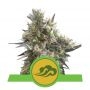 Royal Bluematic Feminized Marijuana Strain by Royal Queen Seeds For Sale Online at Cannabis Seeds Outlet
