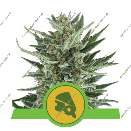 Royal Cheese Auto Feminized Marijuana Strain by Royal Queen Seeds For Sale Online at Cannabis Seeds Outlet