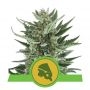 Royal Cheese Auto Feminized Marijuana Strain by Royal Queen Seeds For Sale Online at Cannabis Seeds Outlet