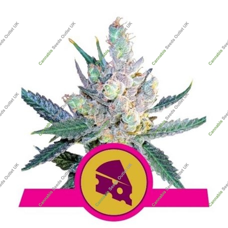 Royal Cheese Fast V Feminized Marijuana Strain by Royal Queen Seeds For Sale Online at Cannabis Seeds Outlet