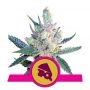 Royal Cheese Fast V Feminized Marijuana Strain by Royal Queen Seeds For Sale Online at Cannabis Seeds Outlet