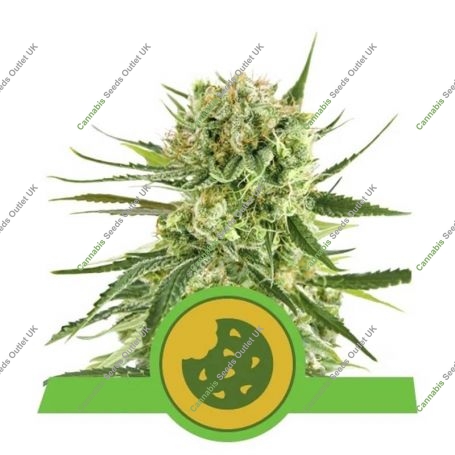 Royal Cookies Auto Feminized Marijuana Strain by Royal Queen Seeds For Sale Online at Cannabis Seeds Outlet