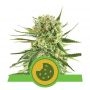 Royal Cookies Auto Feminized Marijuana Strain by Royal Queen Seeds For Sale Online at Cannabis Seeds Outlet