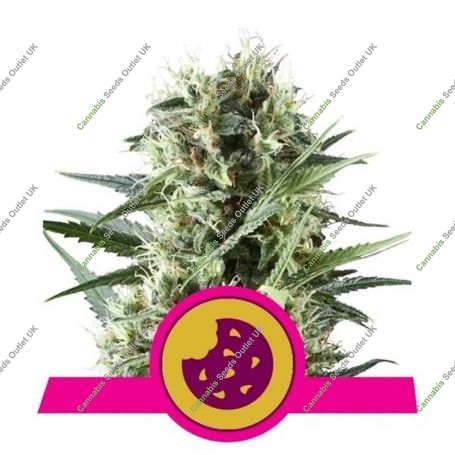 Royal Cookies Feminized Marijuana Strain by Royal Queen Seeds For Sale Online at Cannabis Seeds Outlet