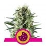 Royal Cookies Feminized Marijuana Strain by Royal Queen Seeds For Sale Online at Cannabis Seeds Outlet