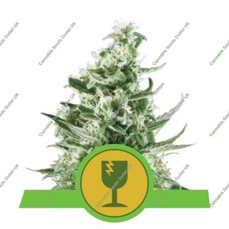 Royal Critical Auto Feminized Marijuana Strain by Royal Queen Seeds For Sale Online at Cannabis Seeds Outlet