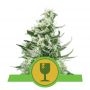 Royal Critical Auto Feminized Marijuana Strain by Royal Queen Seeds For Sale Online at Cannabis Seeds Outlet