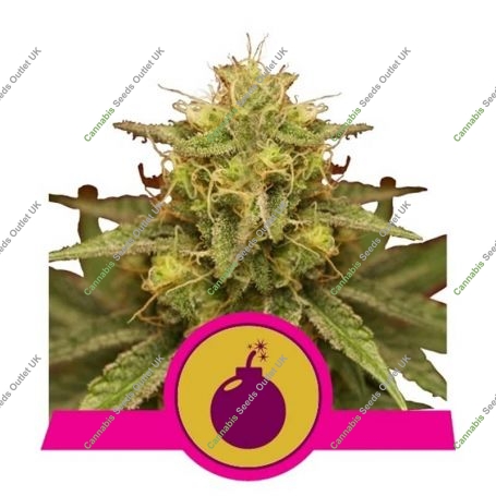 Royal Domina Feminized Marijuana Strain by Royal Queen Seeds For Sale Online at Cannabis Seeds Outlet